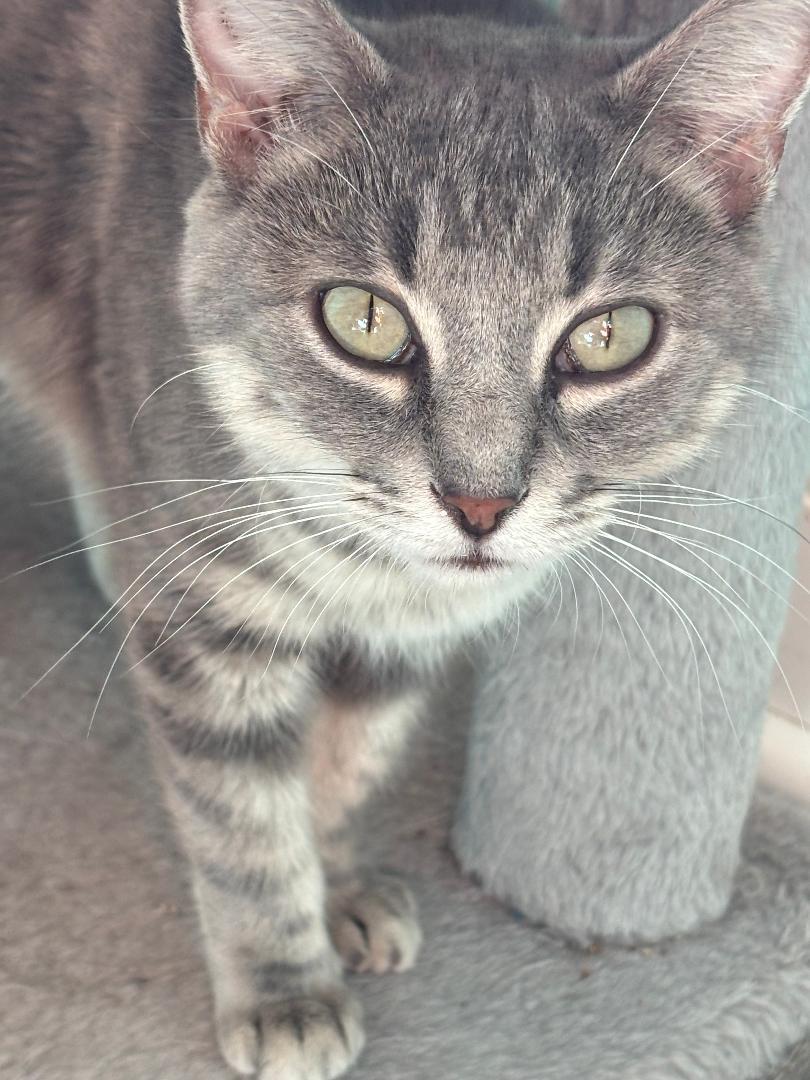 Enlarge Moondancer (PS), a Adoptable mixed breed in Georgetown, KY image 1/1