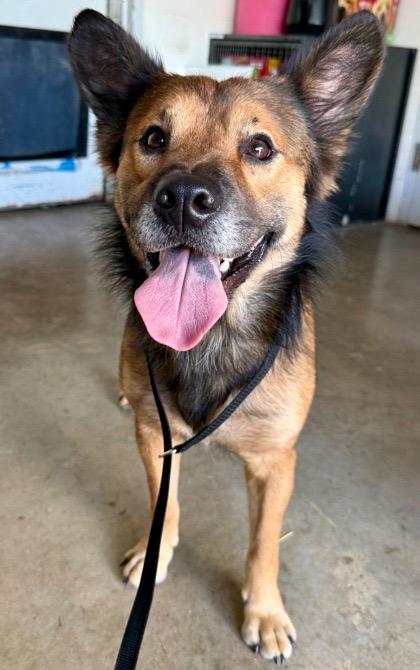 Enlarge Sid, a Adoptable mixed breed in Canyon Lake, TX image 1/1