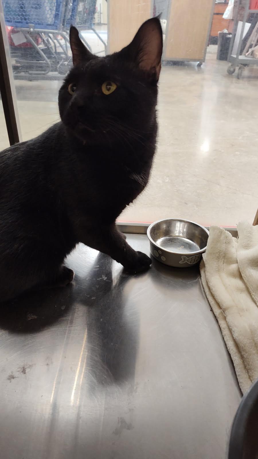 Enlarge Midnight, a Adoptable mixed breed in Bolingbrook, IL image 3/5