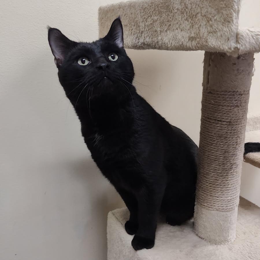 Enlarge Midnight, a Adoptable mixed breed in Bolingbrook, IL image 4/5