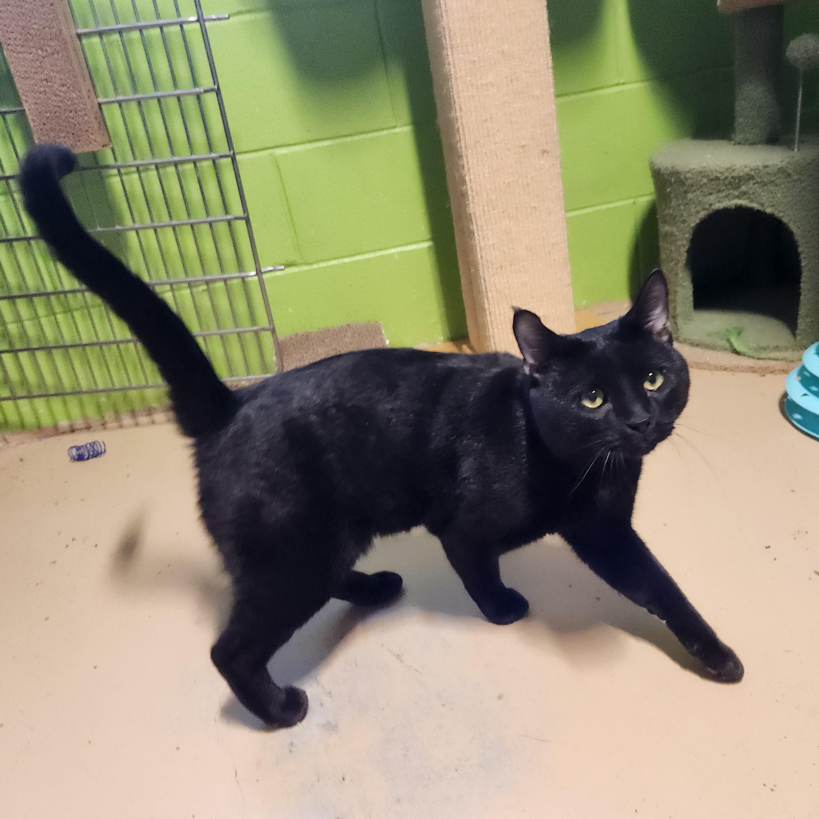 Enlarge Midnight, a Adoptable mixed breed in Bolingbrook, IL image 1/1