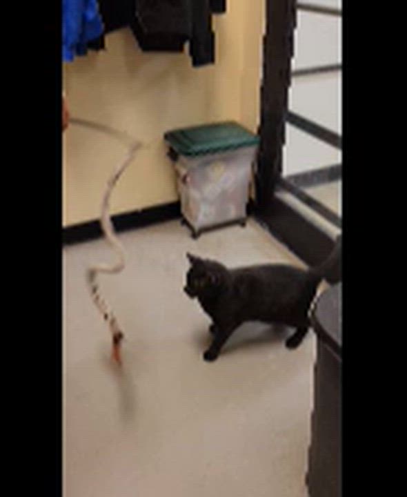 Enlarge Midnight, an adoptable mixed breed in Bolingbrook, IL video 3/6