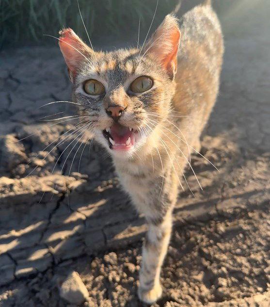 Enlarge Chuka, a Adoptable mixed breed in San Jose, CA image 2/2