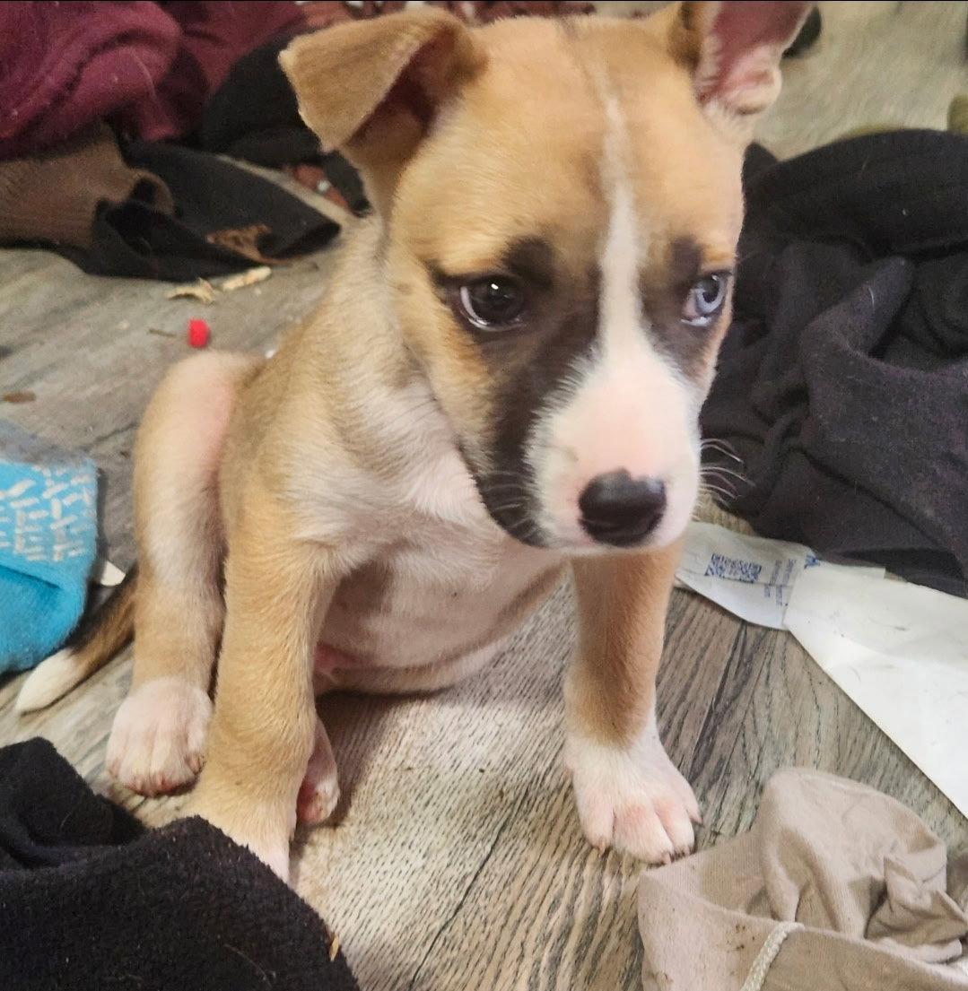 Roscoe/Balto, a Adopted mixed breed in Blairsville, GA image 2/3