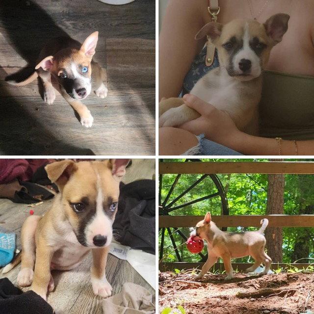 Roscoe/Balto, a Adopted mixed breed in Blairsville, GA image 3/3