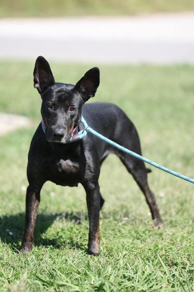Enlarge Jet, a Adoptable mixed breed in Dyersburg, TN image 1/6