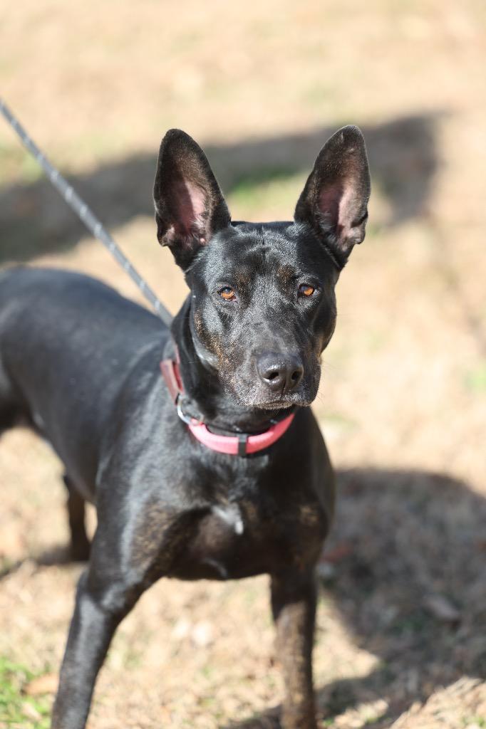 Jet, Adoptable, Adult Female Mixed Breed.