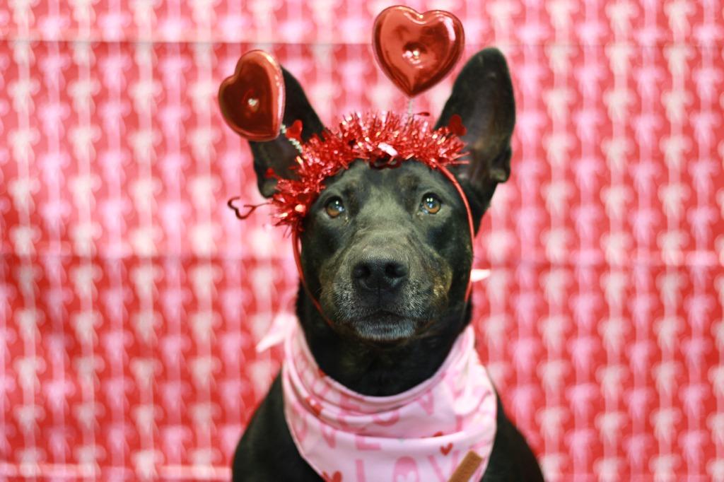 Enlarge Jet, a Adoptable mixed breed in Dyersburg, TN image 2/6