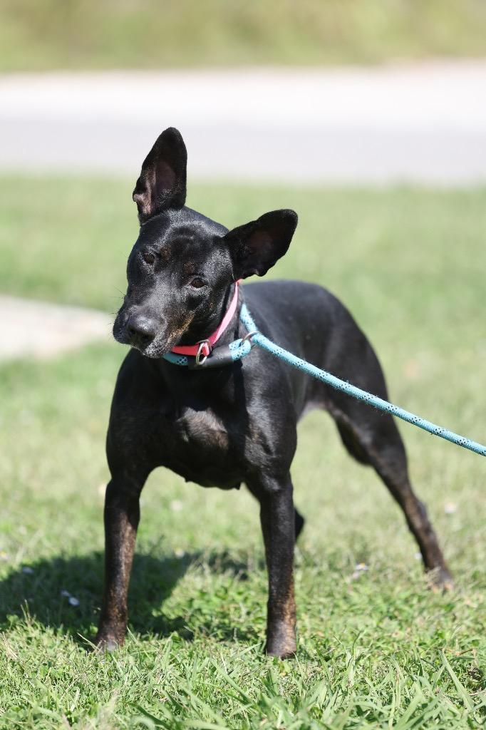 Enlarge Jet, a Adoptable mixed breed in Dyersburg, TN image 3/6