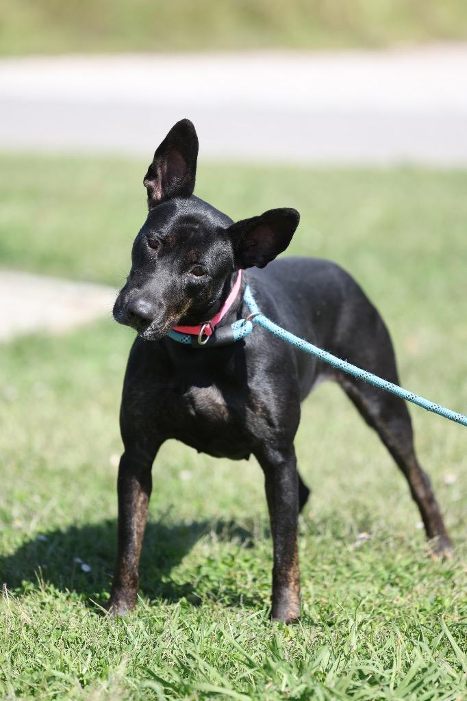 Enlarge Jet, a Adoptable mixed breed in Dyersburg, TN image 4/6