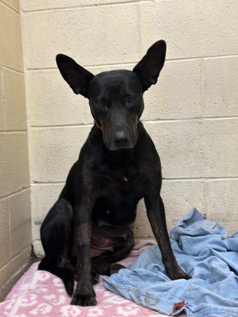 Enlarge Jet, a Adoptable mixed breed in Dyersburg, TN image 3/6