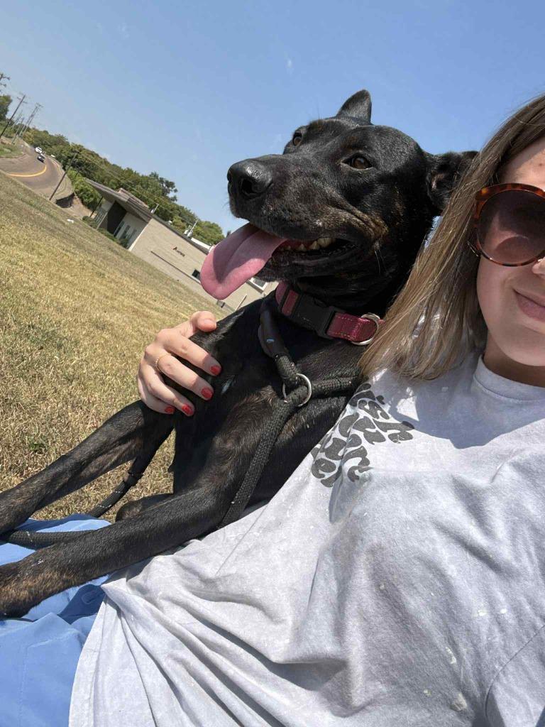 Enlarge Jet, a Adoptable mixed breed in Dyersburg, TN image 4/6