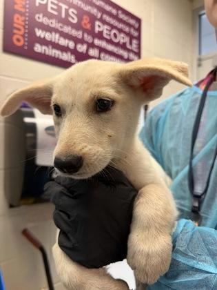 Lyric, Adoptable, Puppy Female Mixed Breed & Mixed Breed.