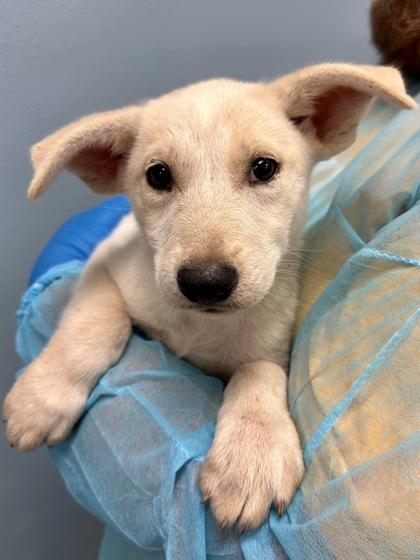 Enlarge Lyric, a Adoptable mixed breed in Wichita, KS image 2/2