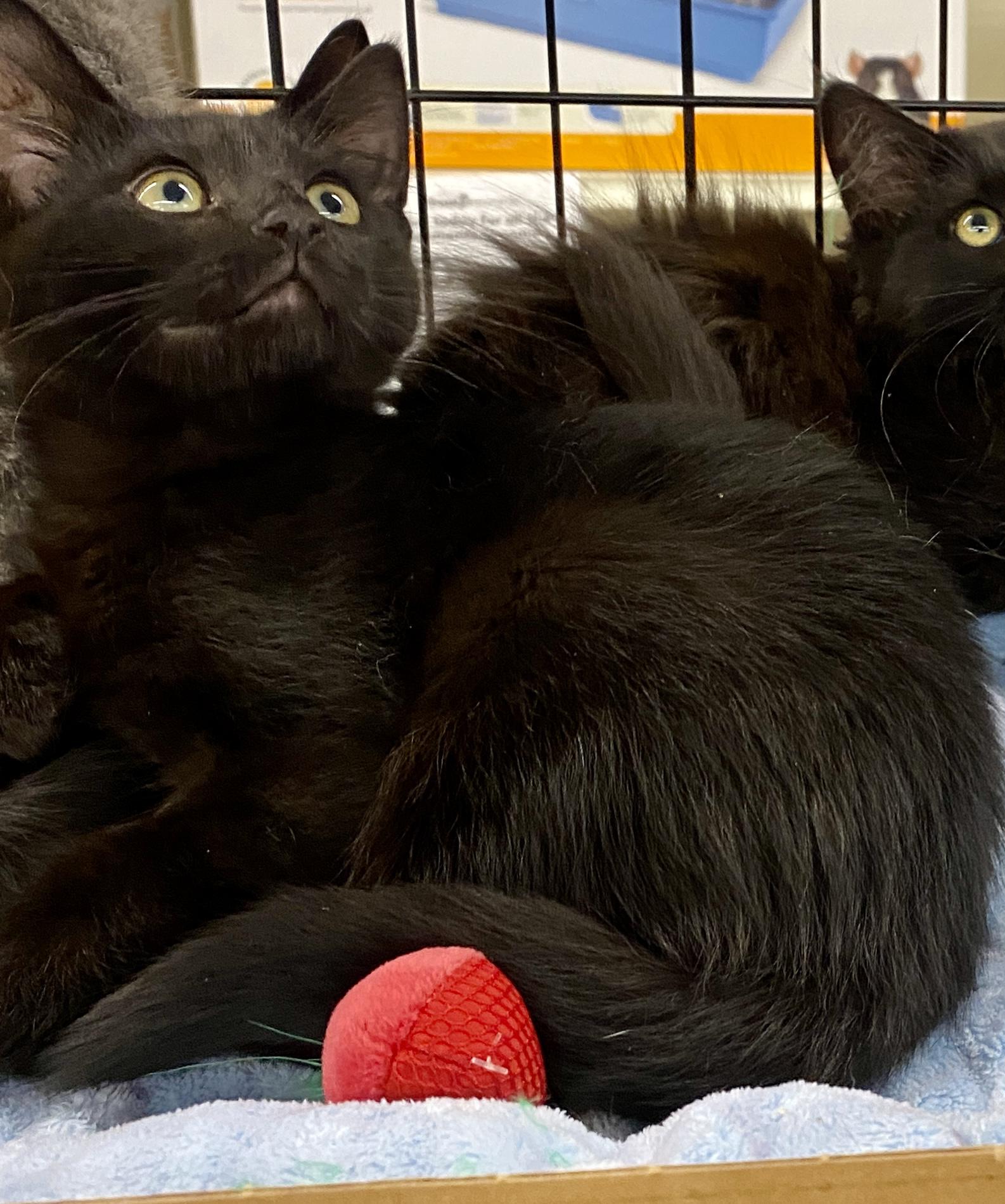 Enlarge Toe White & Moana, a Adoptable mixed breed in Red Bank, NJ image 2/2
