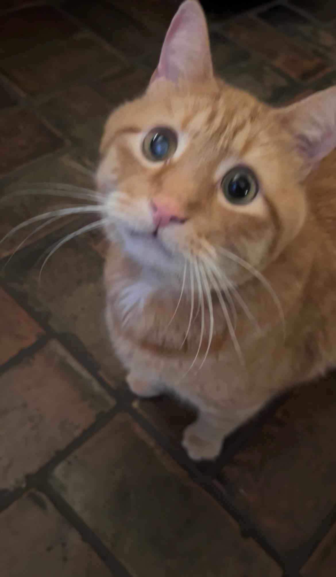 Enlarge Theo (COURTESY LISTING), a Adoptable Domestic Short Hair in Littleton, CO image 1/2