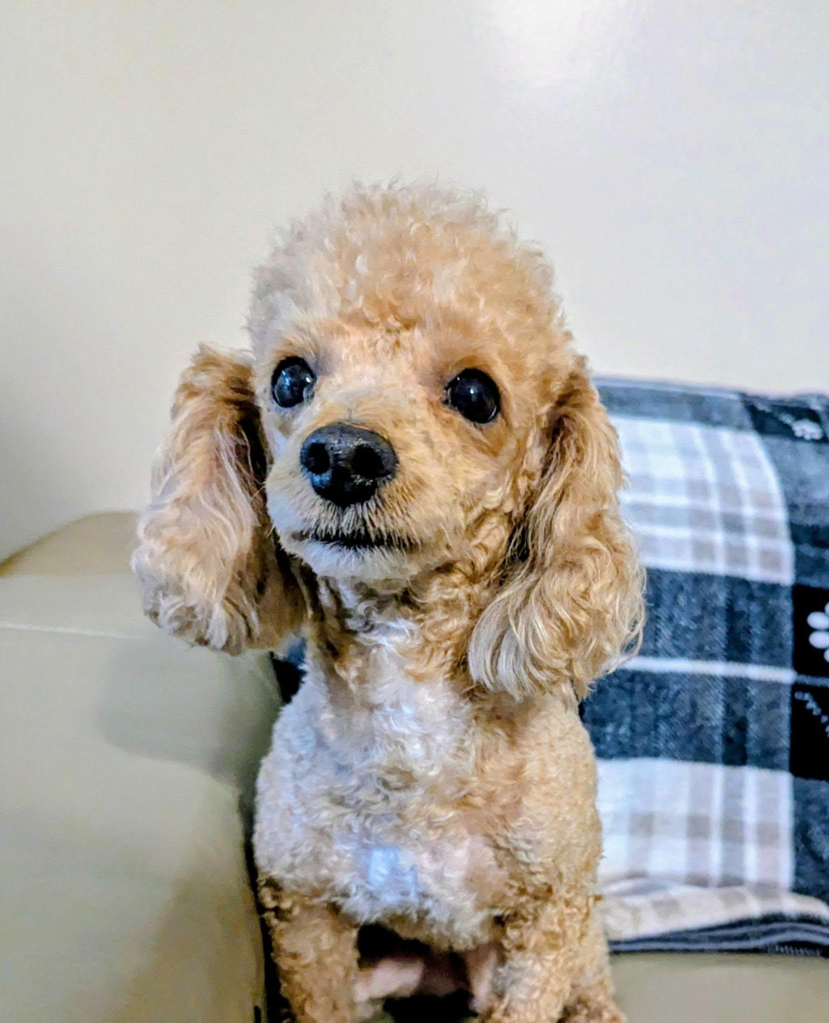 RJ, Adoptable, Young Male Poodle & Bichon Frise.