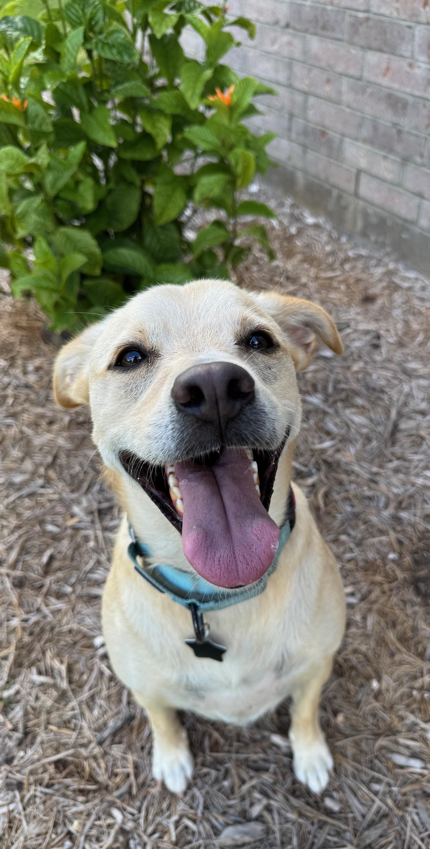 Blondie , a Adoptable mixed breed in Vancouver, WA image 4/5