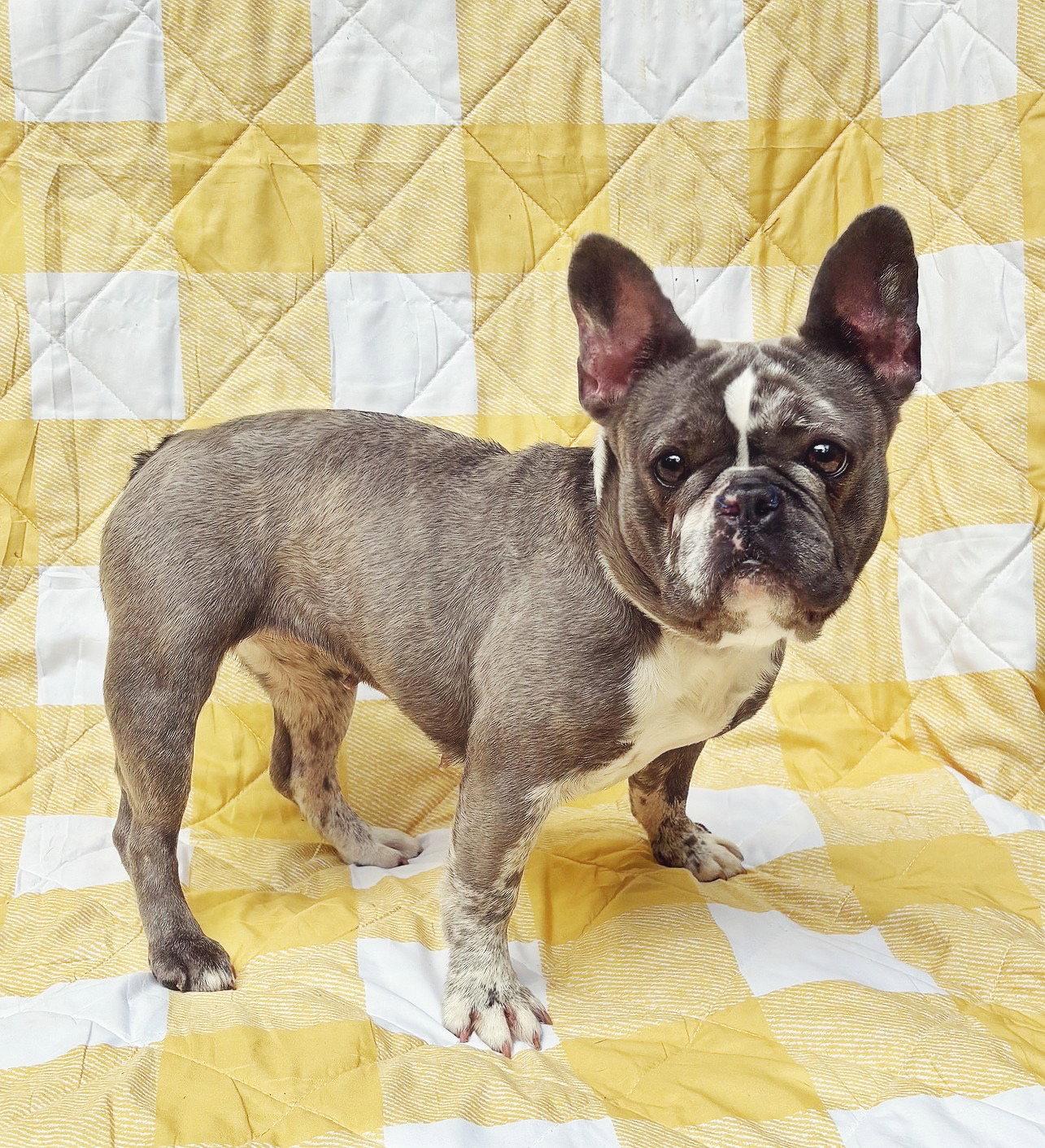Bella Grace, Adoptable, Young Female French Bulldog.