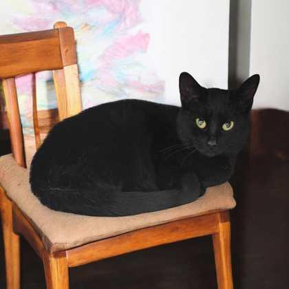 Enlarge Inky, a Adopted Domestic Short Hair in Sullivan, IN image 1/3