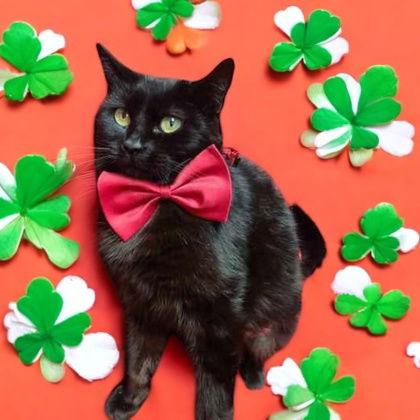 Enlarge Inky, a Adopted Domestic Short Hair in Sullivan, IN image 2/3