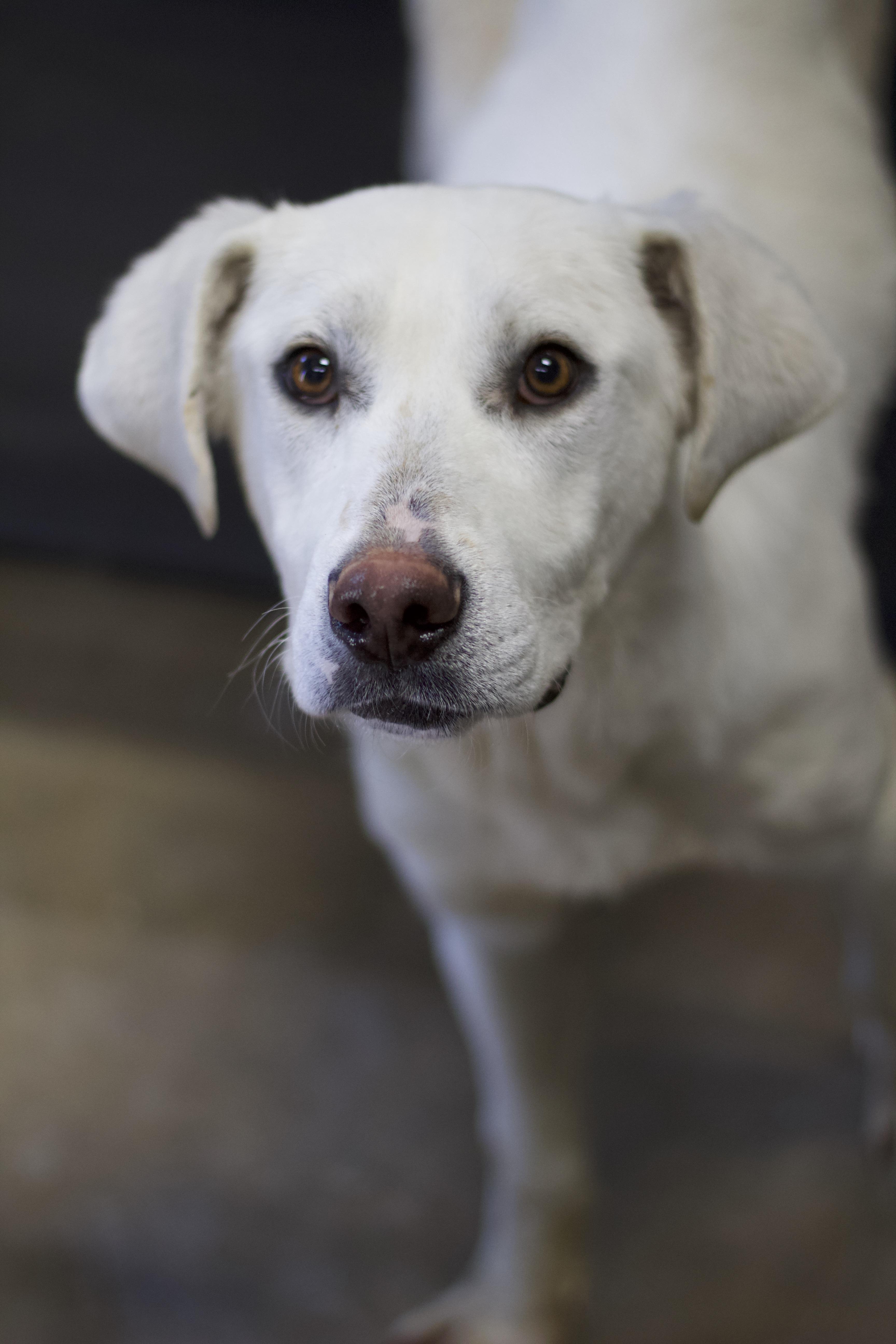 Yeti, Adoptable, Young Male Labrador Retriever.