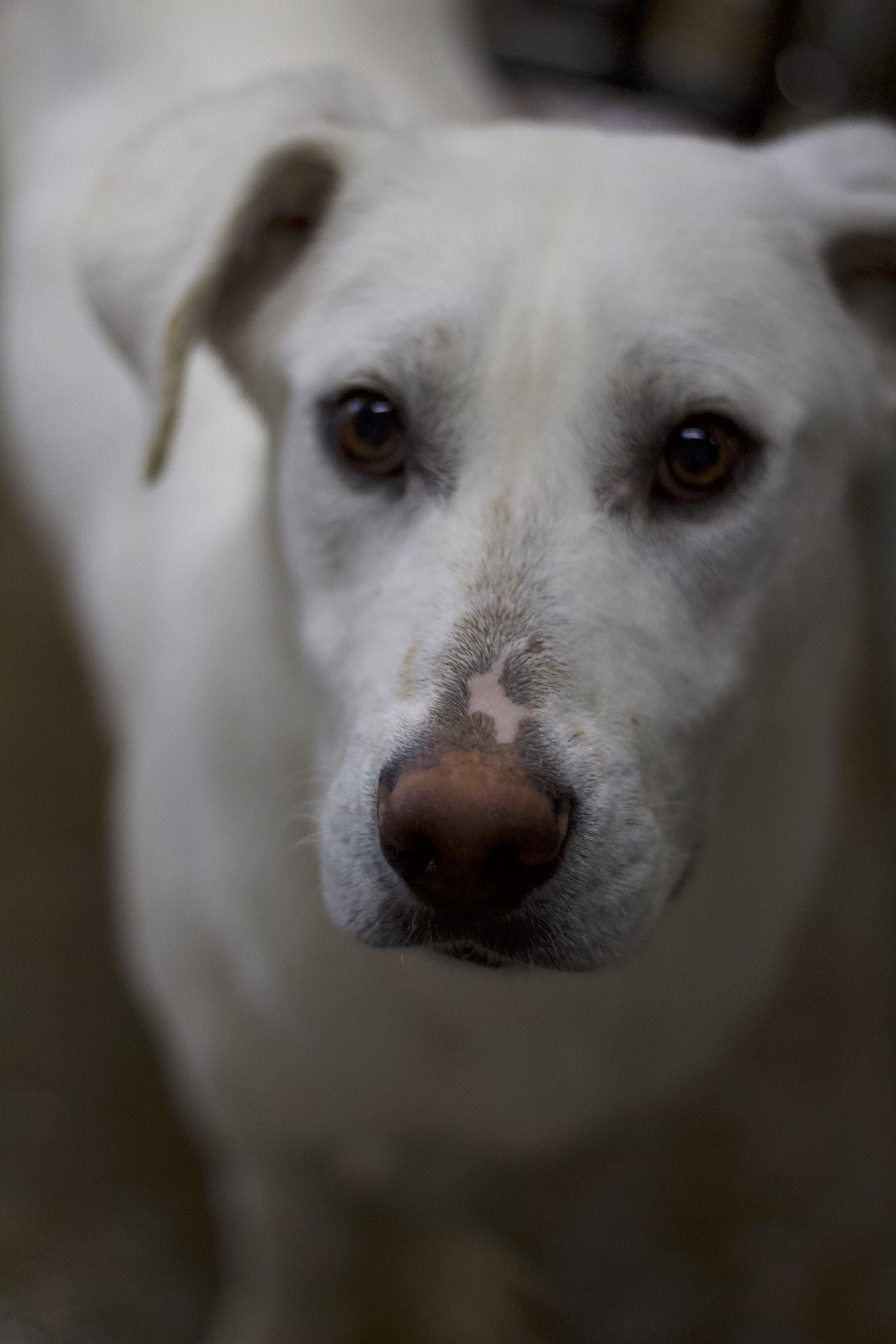 Enlarge Yeti, a Adoptable mixed breed in Ottumwa, IA image 2/2