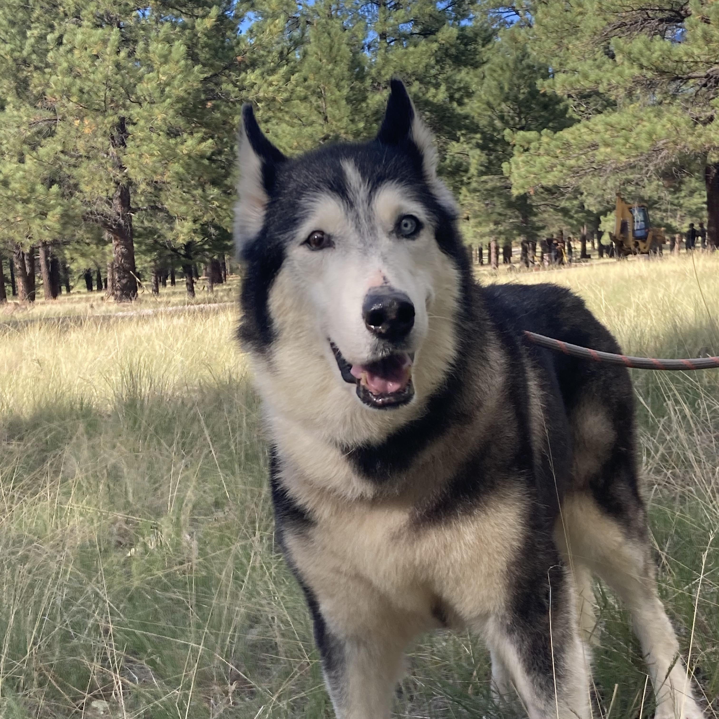Sky, adopted, Senior Female Husky & Alaskan Malamute.