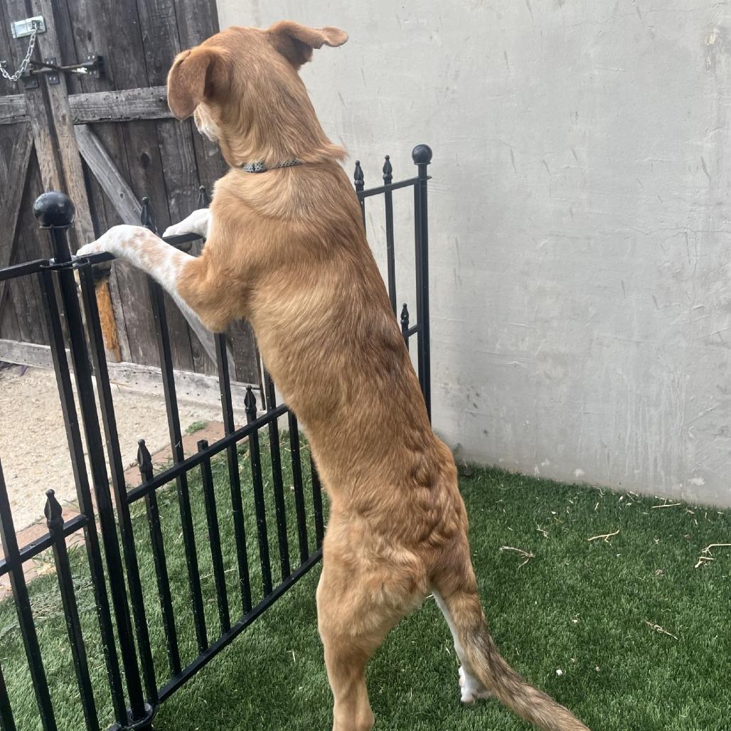 Fuzz Lightyear, Adoptable, Young Male Yellow Labrador Retriever & Mixed Breed.