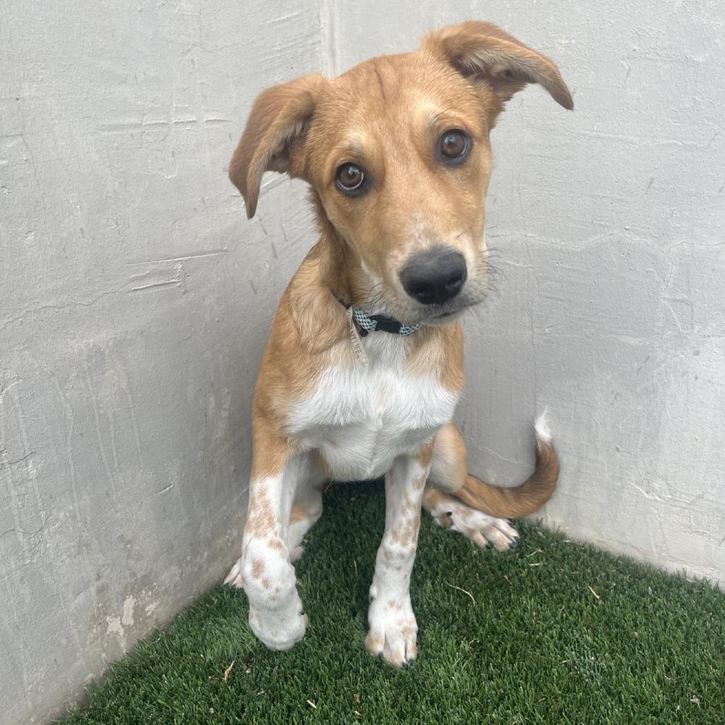 Enlarge Fuzz Lightyear, a Adoptable mixed breed in Fredericksburg, TX image 2/6