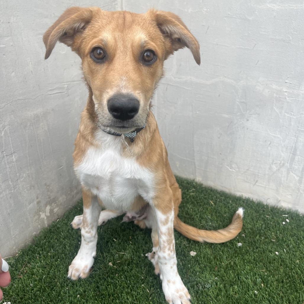 Enlarge Fuzz Lightyear, a Adoptable mixed breed in Fredericksburg, TX image 3/6