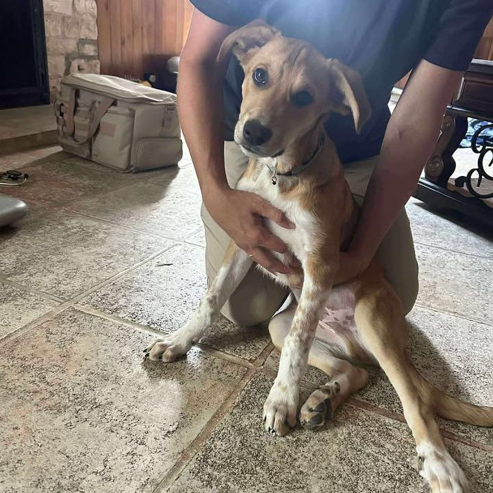 Enlarge Fuzz Lightyear, a Adoptable mixed breed in Fredericksburg, TX image 4/6