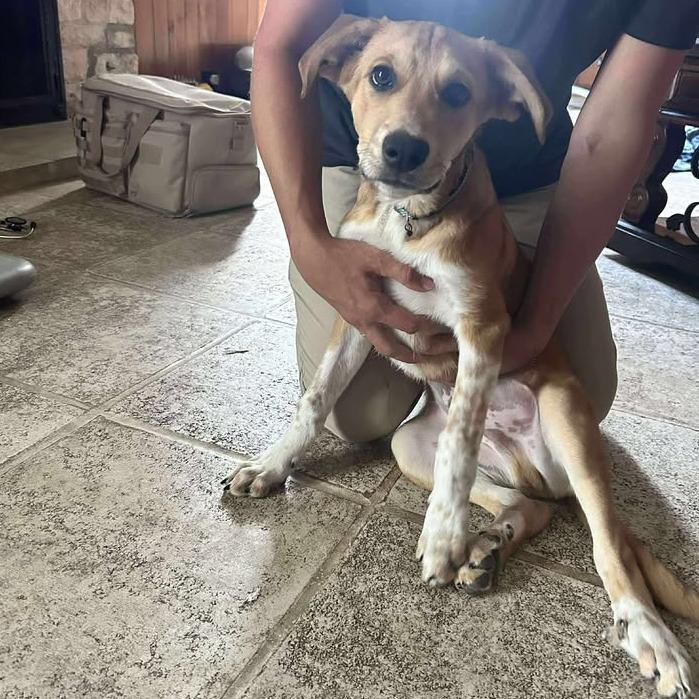 Enlarge Fuzz Lightyear, a Adoptable mixed breed in Fredericksburg, TX image 5/6