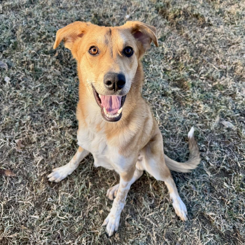 Enlarge Fuzz Lightyear, a Adoptable mixed breed in Fredericksburg, TX image 6/6
