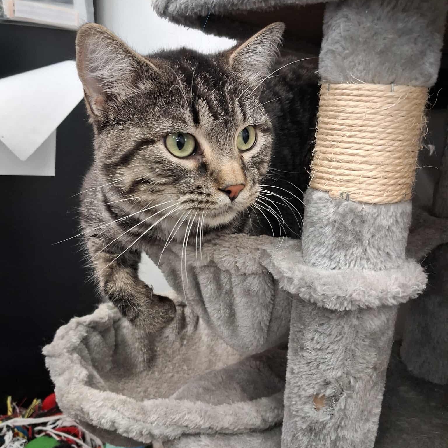 Nitro, an adoptable Domestic Short Hair in Roosevelt, UT, 84066 | Photo Image 1