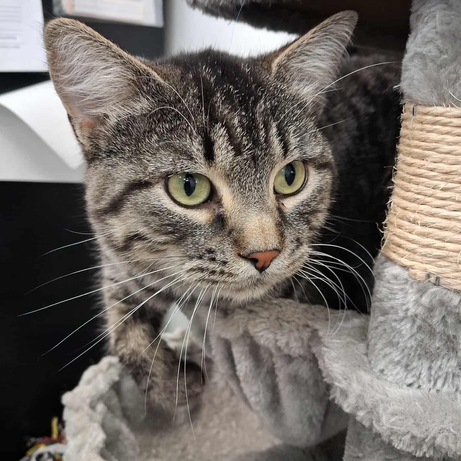 Nitro, an adoptable Domestic Short Hair in Roosevelt, UT, 84066 | Photo Image 2