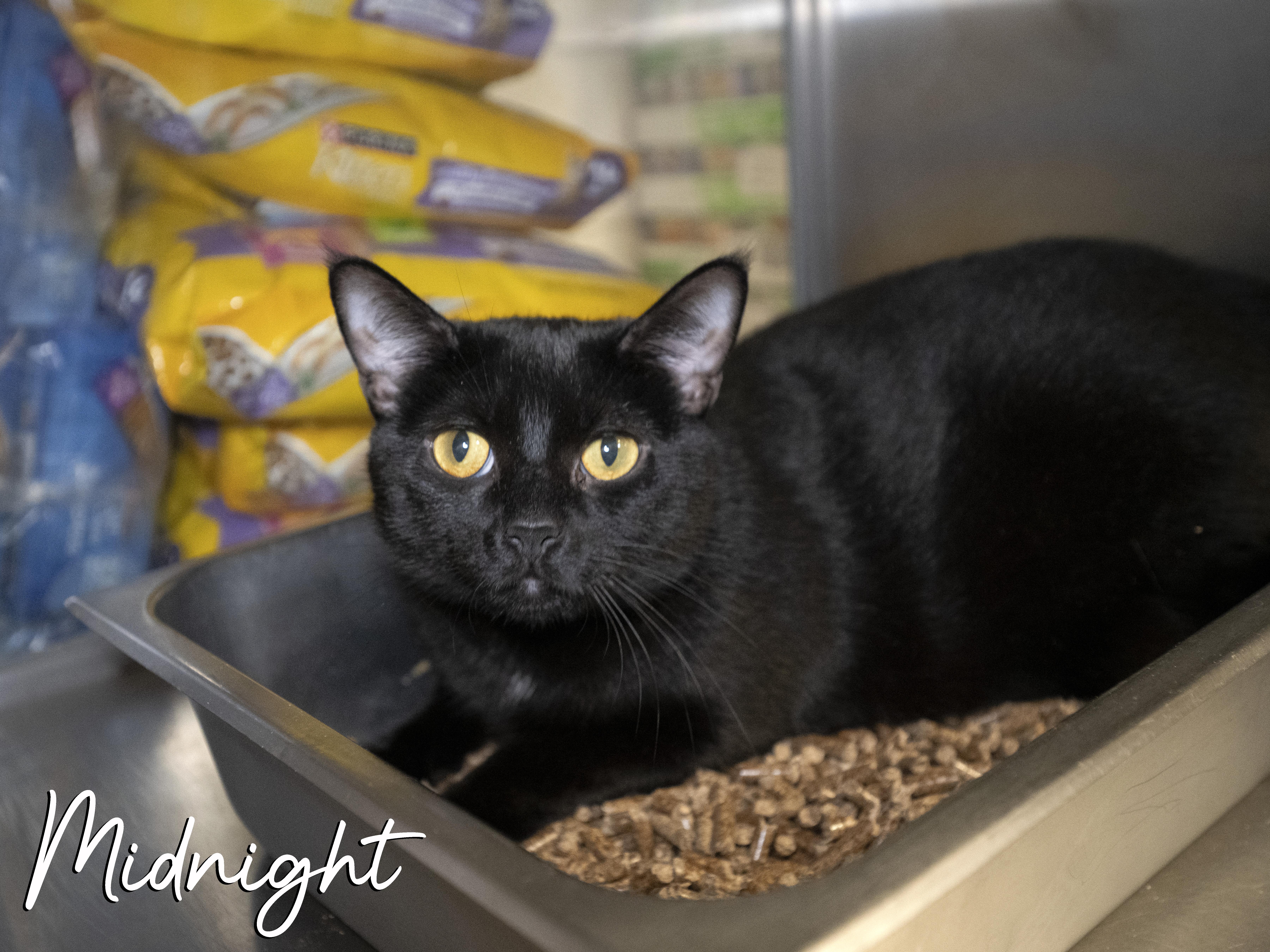 Midnight, a Adoptable mixed breed in Old Bridge, NJ image 1/2