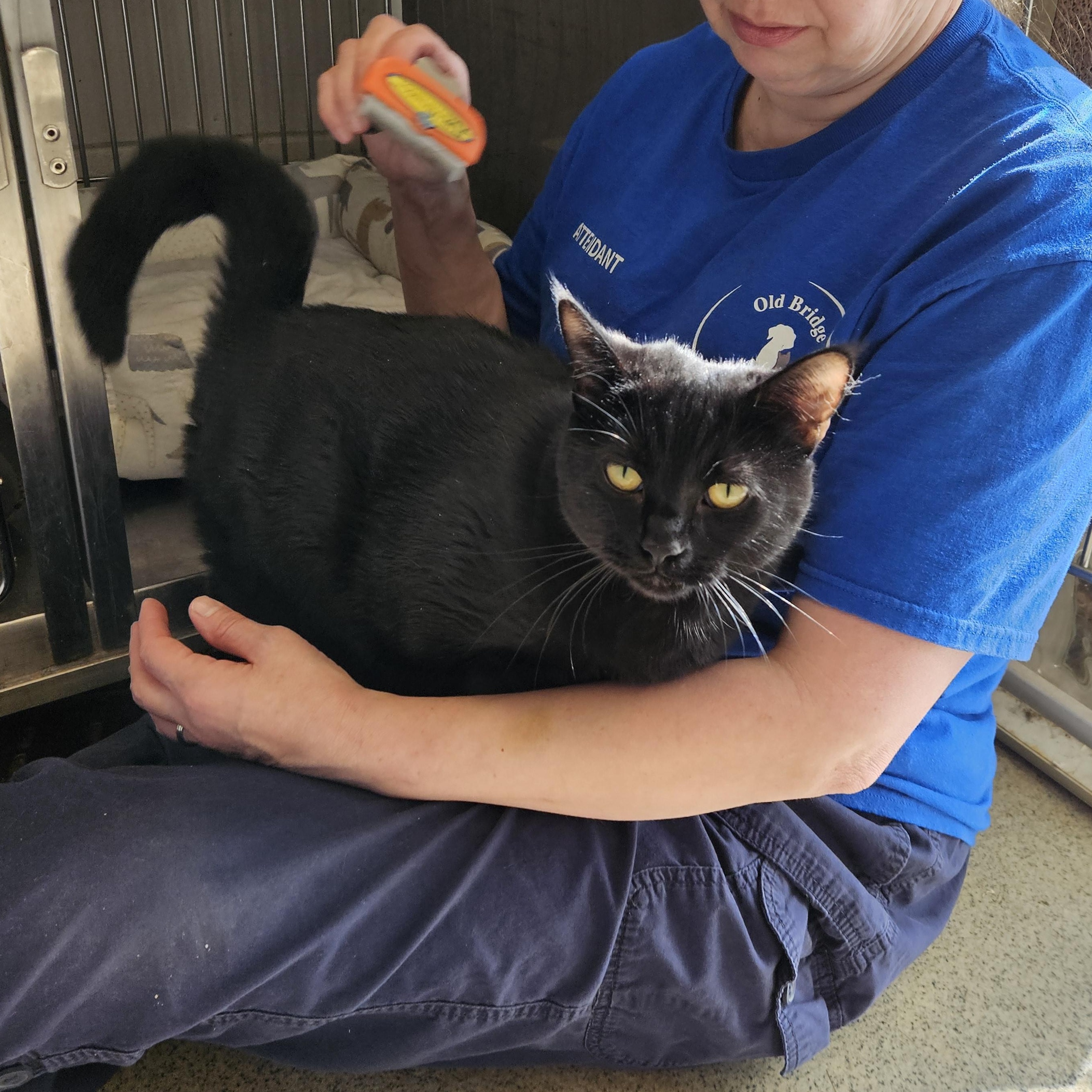 Midnight, Adoptable, Young Female Domestic Short Hair.