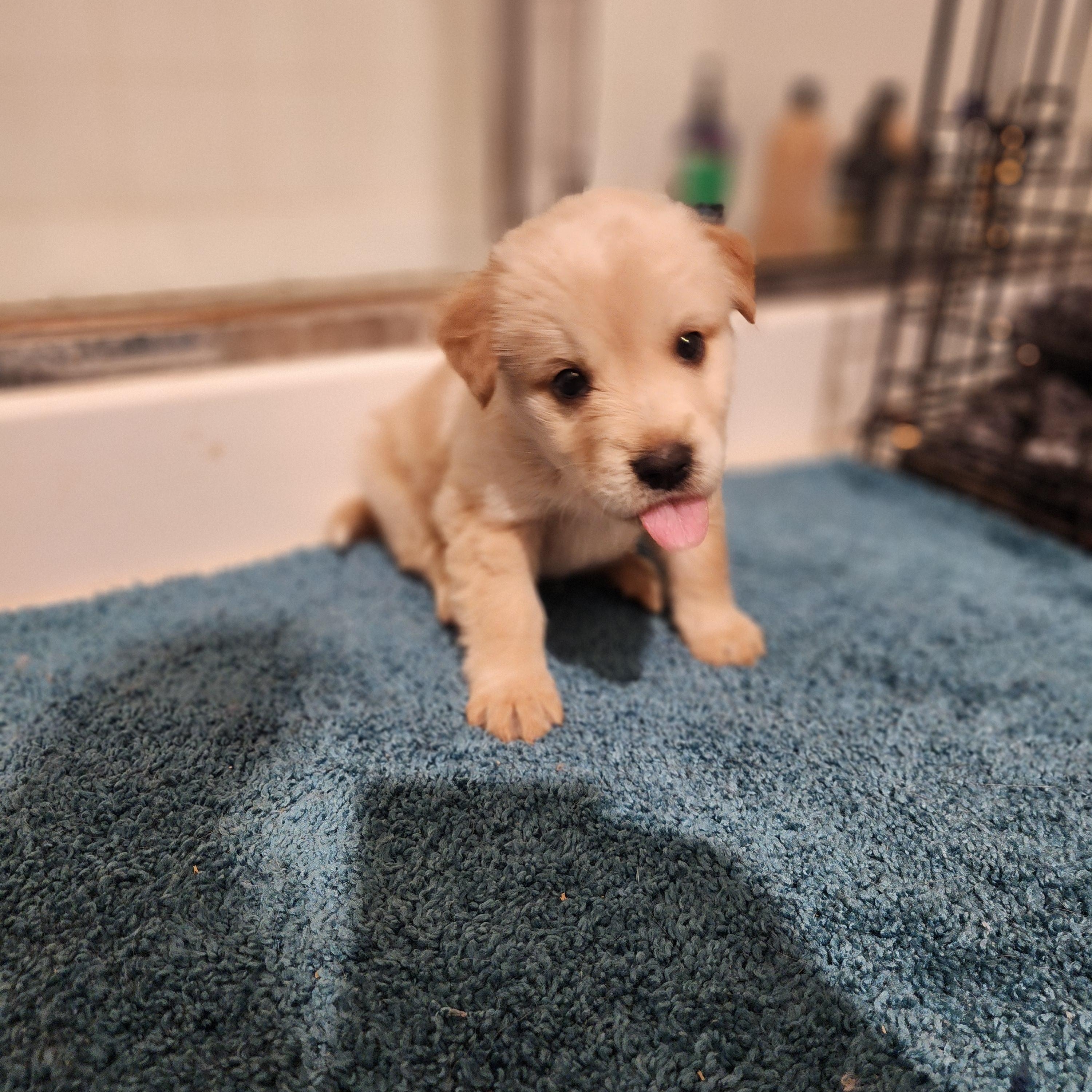 Enlarge Buck, a Adopted mixed breed in Royse City, TX image 4/4