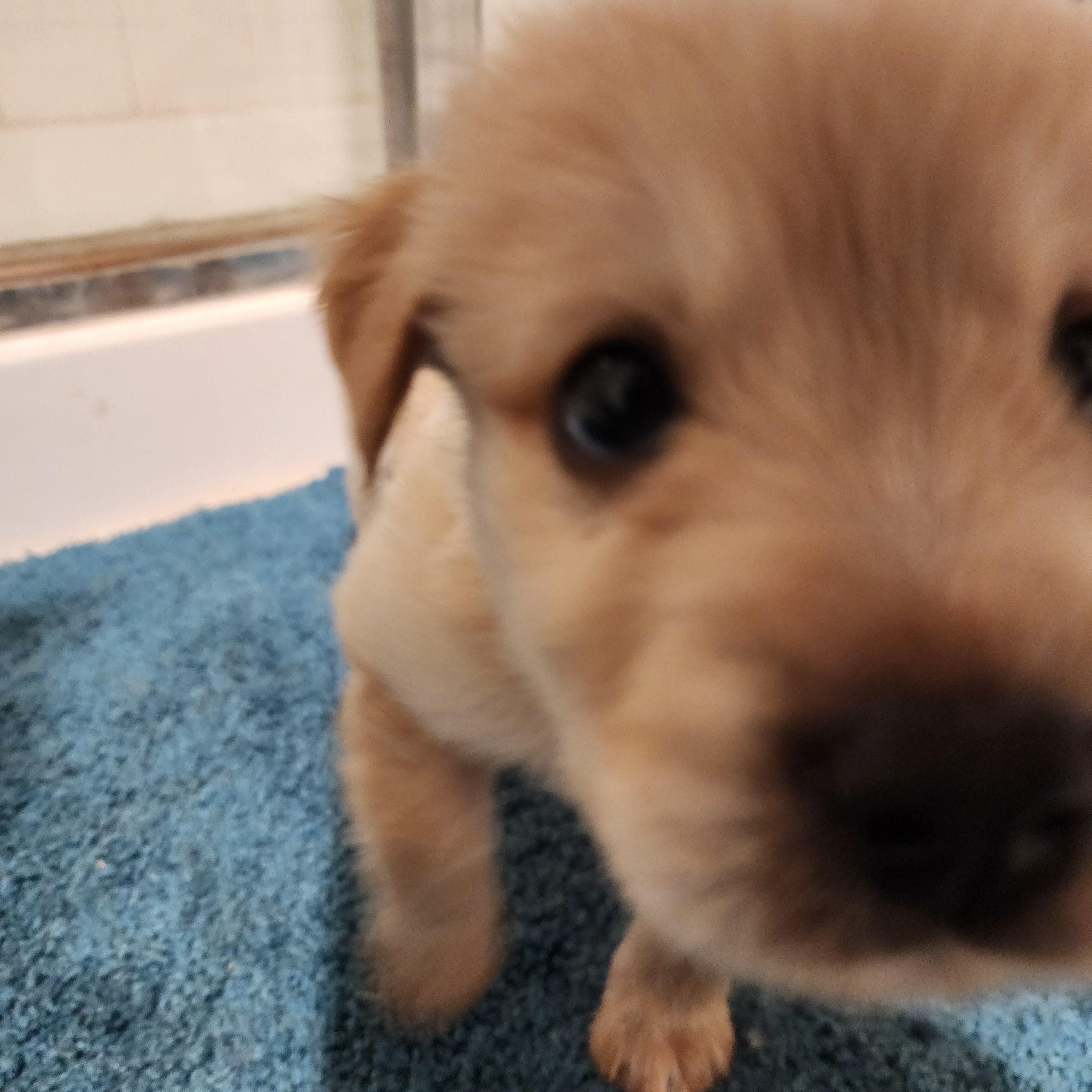 Enlarge Buck, a Adopted mixed breed in Royse City, TX image 3/4