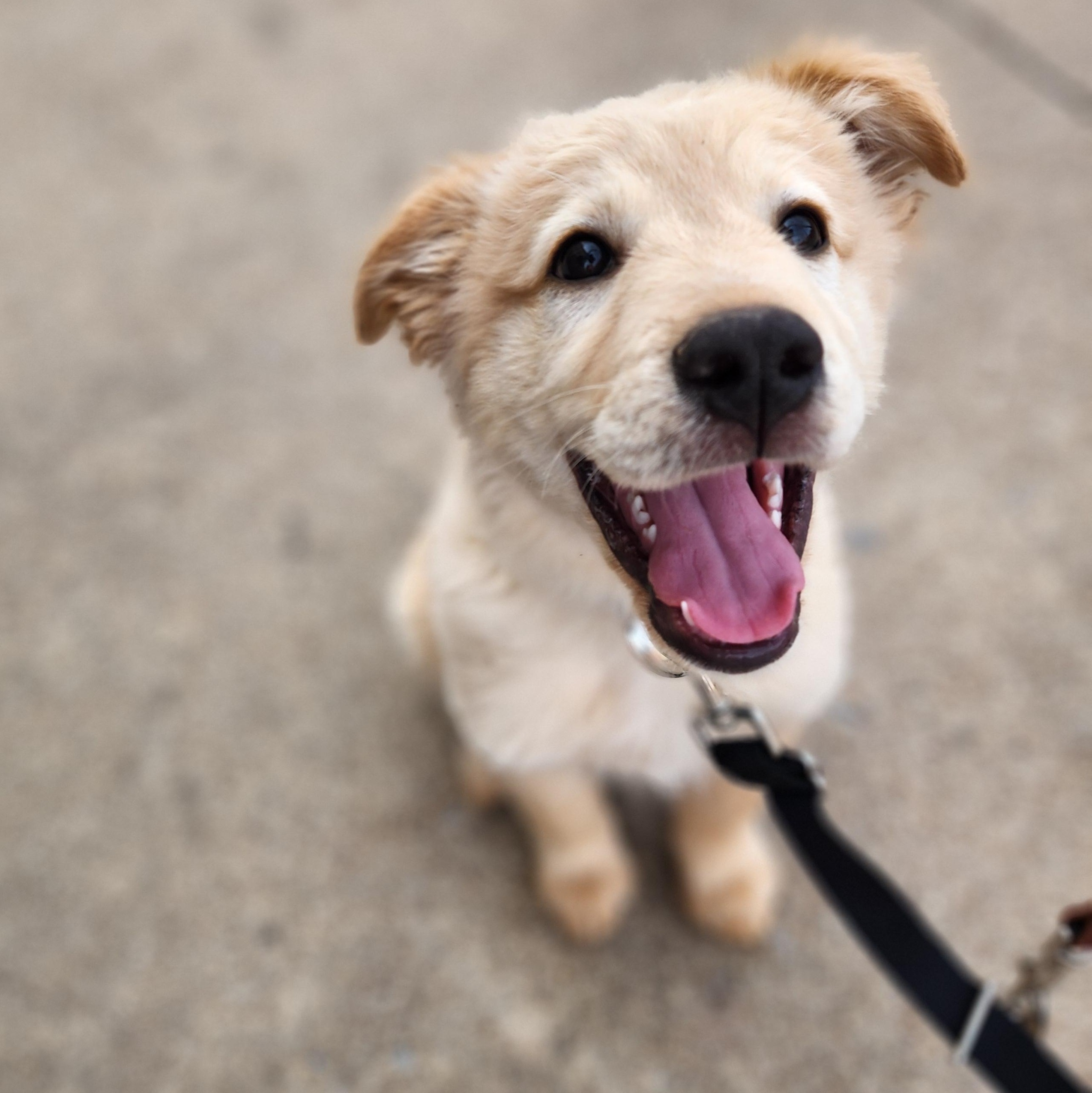 Buck, Adopted, Young Male Mixed Breed.