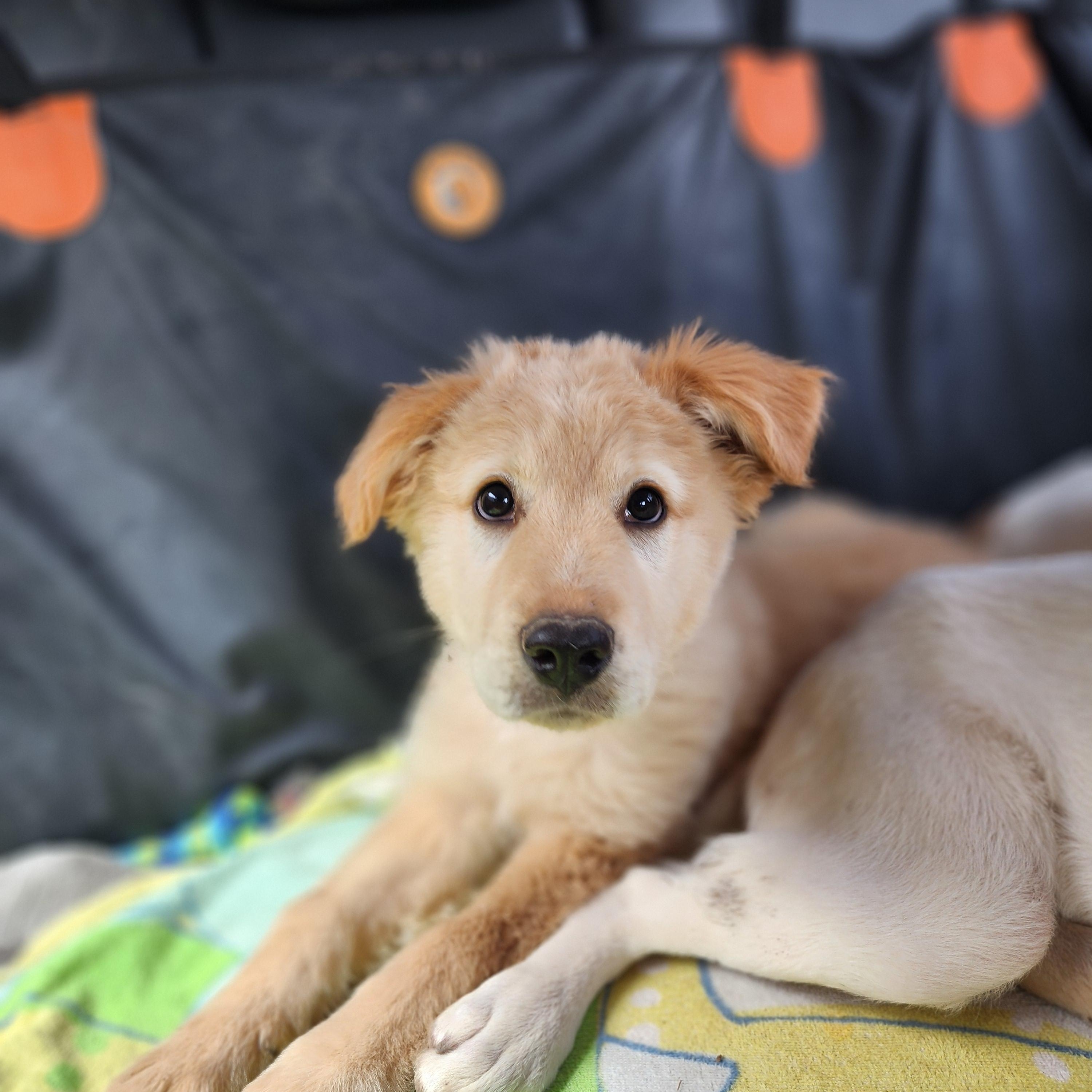 Enlarge Buck, a Adopted mixed breed in Royse City, TX image 2/4