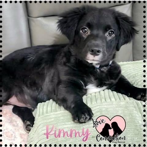 Enlarge Kimmy, an adoptable Dachshund in Gilbert, AZ image 2/3