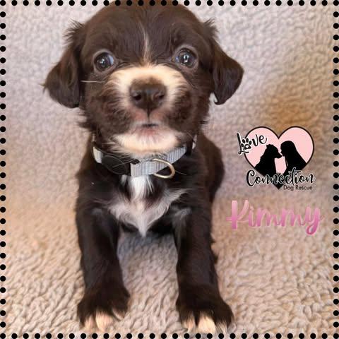 Enlarge Kimmy, an adoptable Dachshund in Gilbert, AZ image 3/3