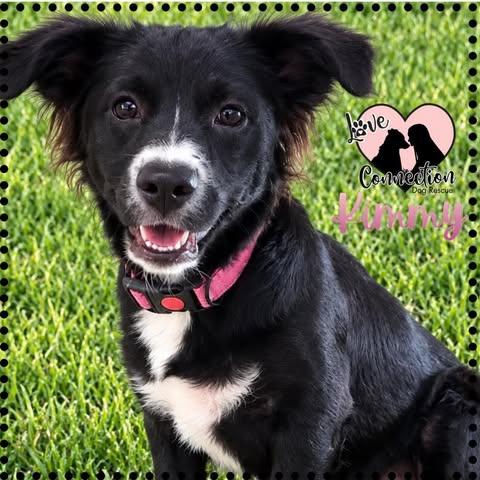 Kimmy, adoptable, Puppy Female Dachshund.