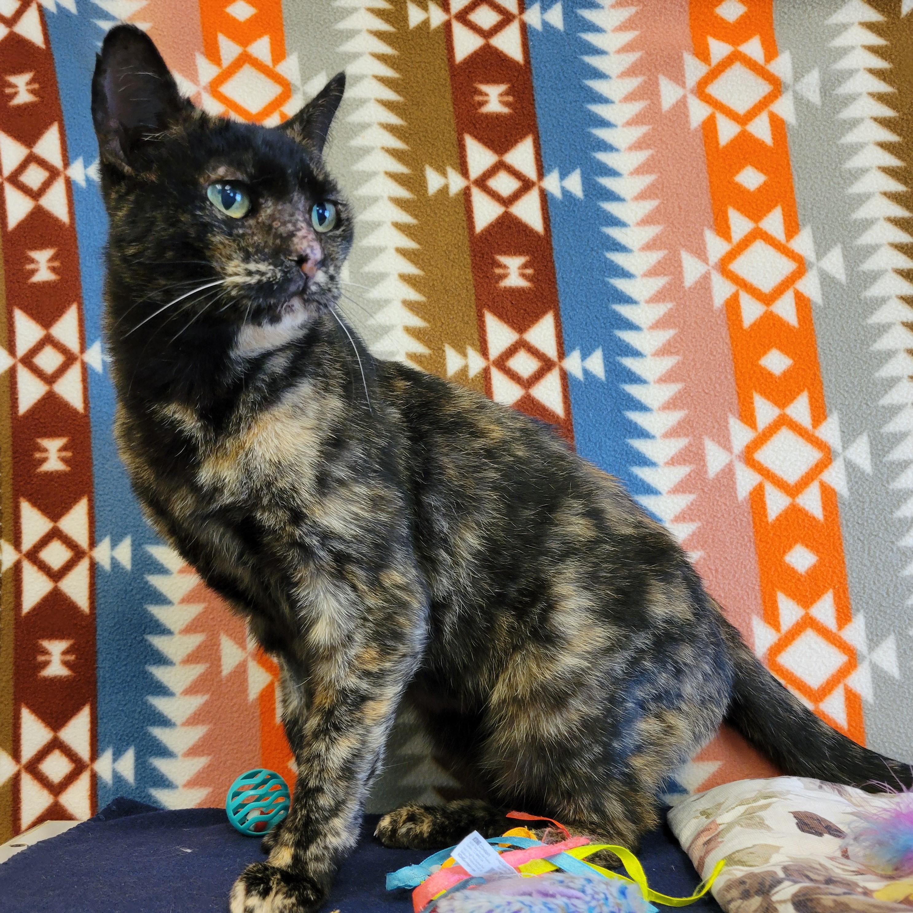 Jordy, ADOPTABLE, Senior Female Domestic Short Hair.