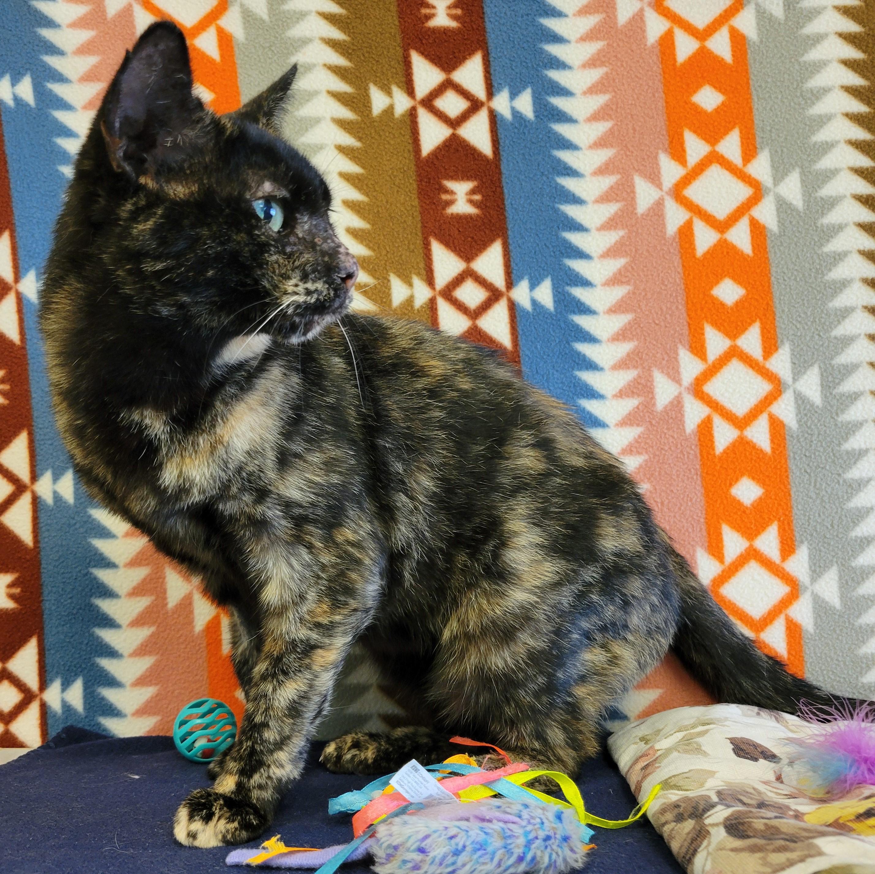 Enlarge Jordy, a ADOPTABLE mixed breed in ALPINE, TX image 4/6
