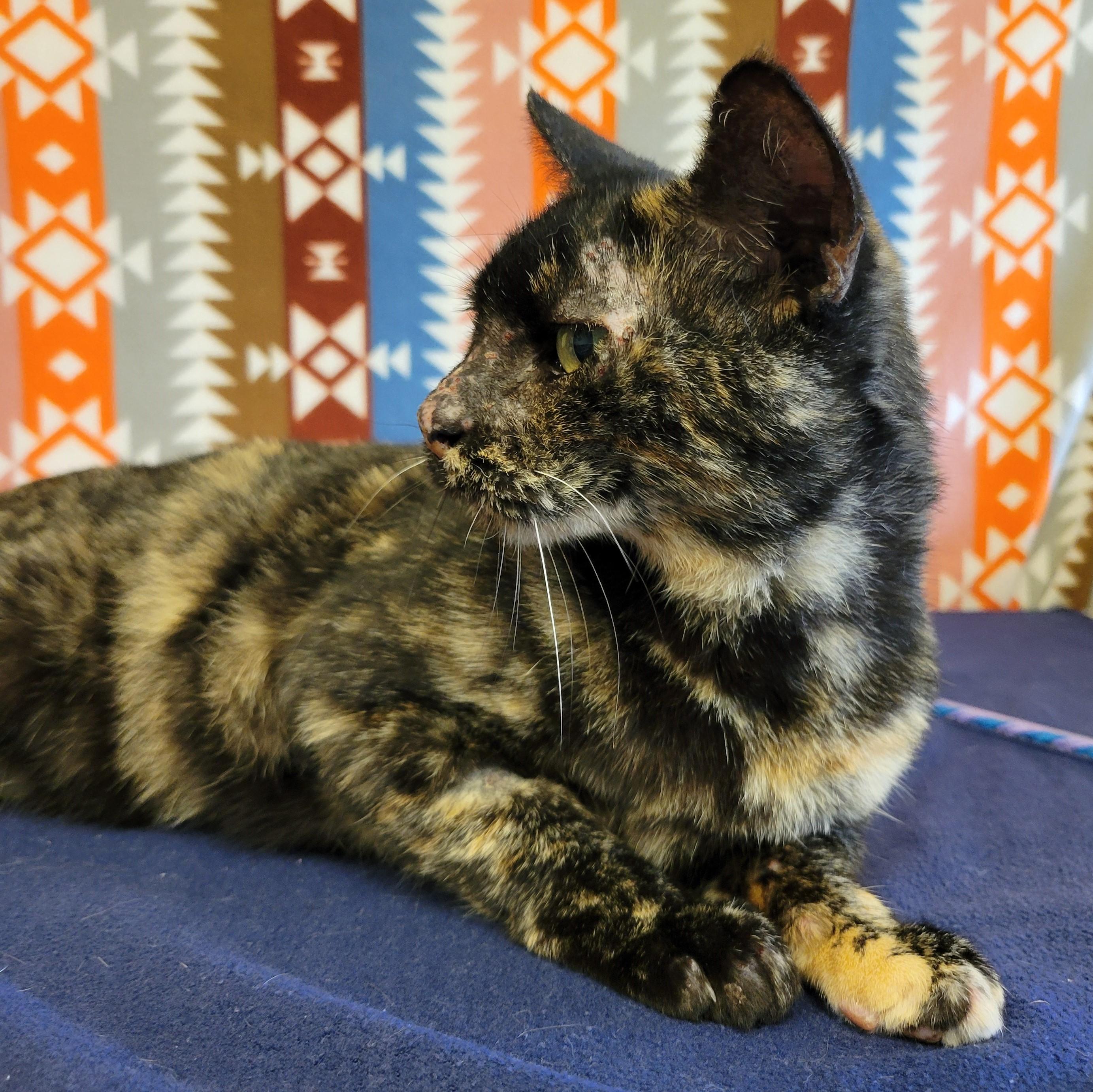 Enlarge Jordy, a ADOPTABLE mixed breed in ALPINE, TX image 3/6