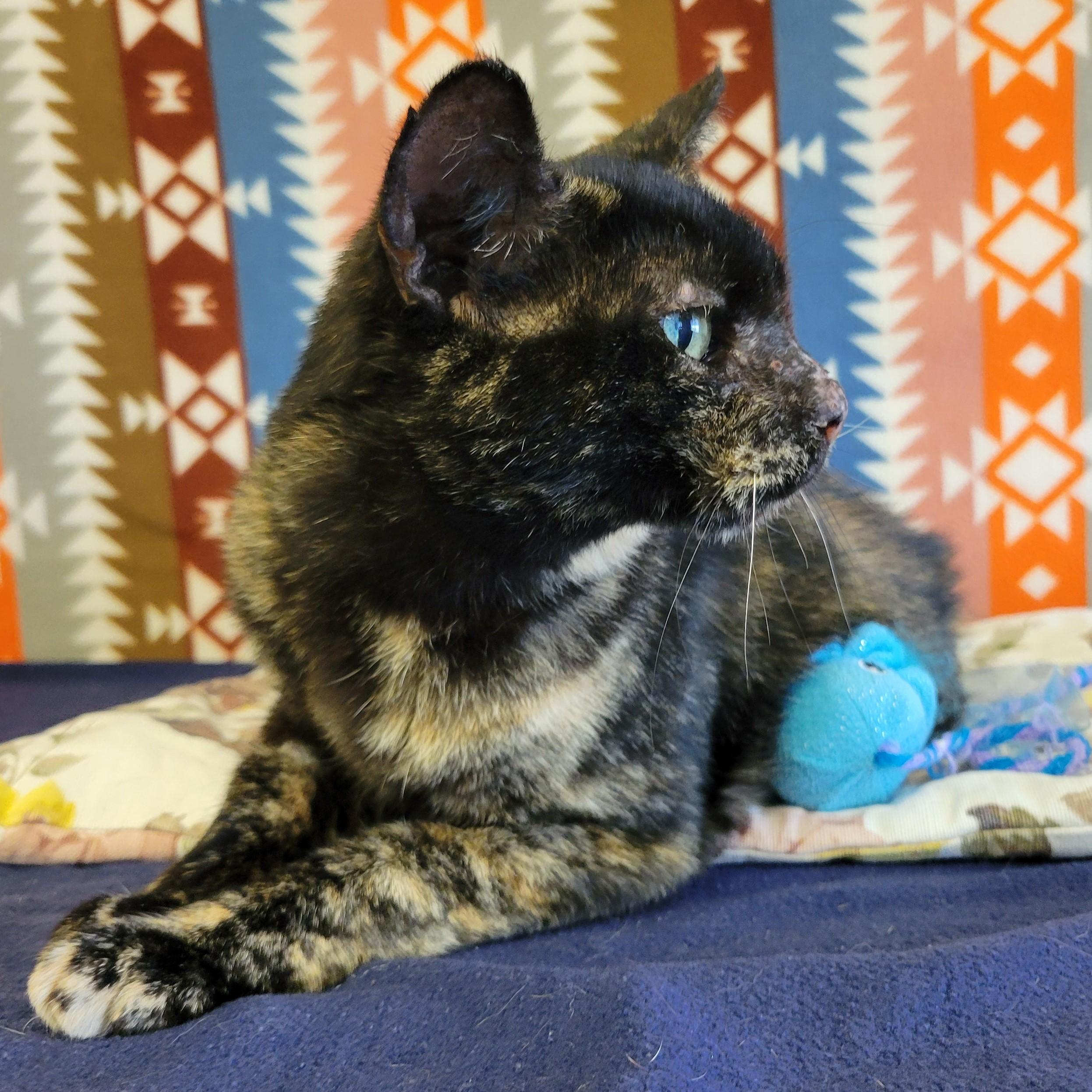 Enlarge Jordy, a ADOPTABLE mixed breed in ALPINE, TX image 5/6