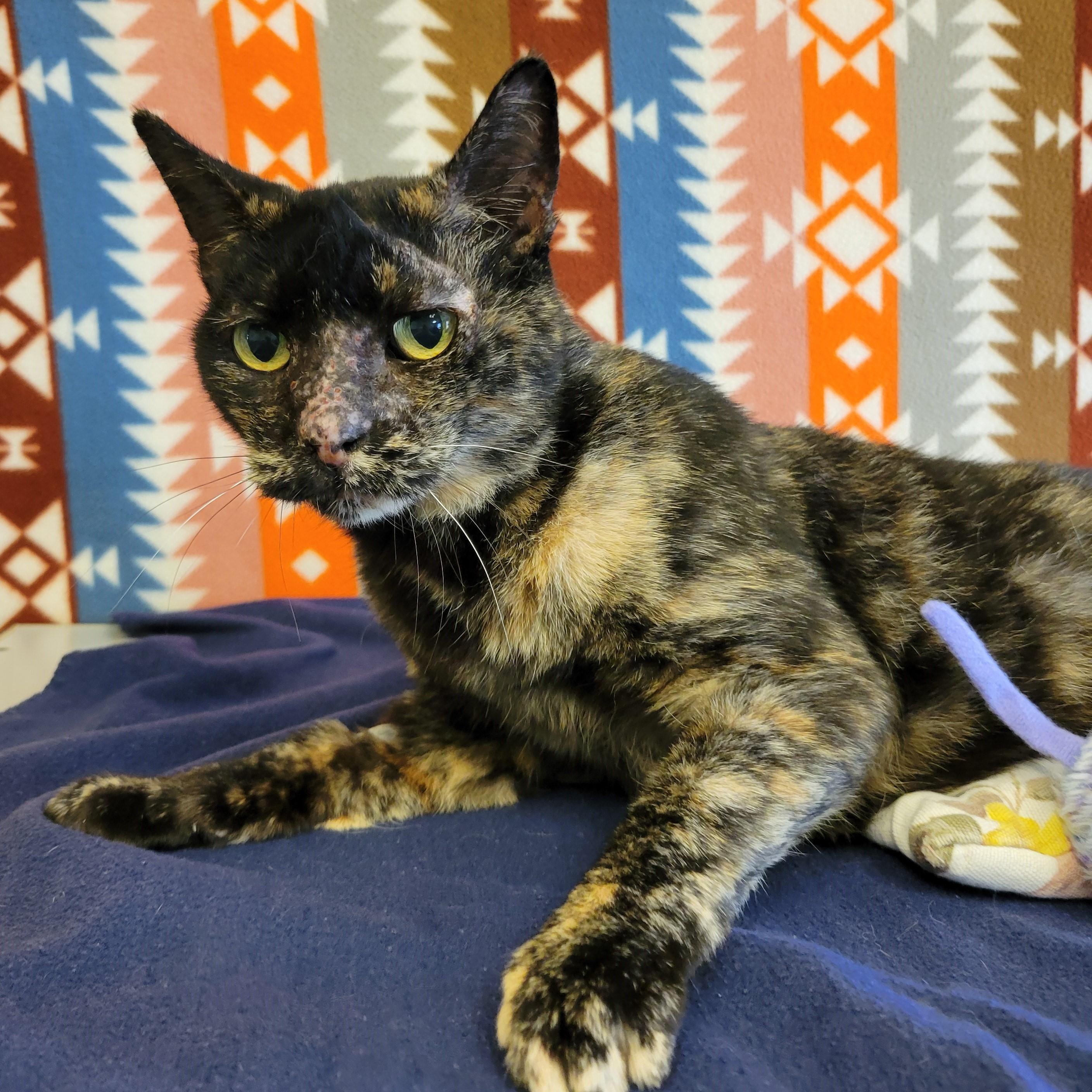 Enlarge Jordy, a ADOPTABLE mixed breed in ALPINE, TX image 6/6
